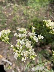 Psacalium decompositum