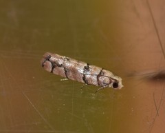 Blastesthia tessulatana