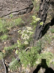 Psacalium decompositum
