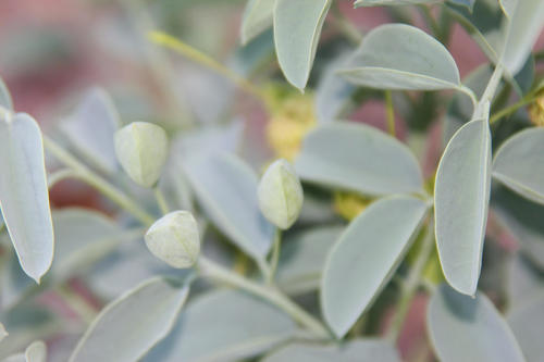 Bush-Cherry