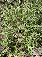 Psacalium decompositum