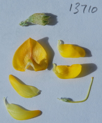 Aspalathus macrocarpa