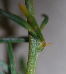 Aspalathus macrocarpa