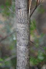 Aspalathus macrocarpa