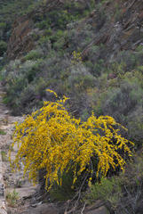 Aspalathus macrocarpa