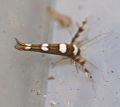 Stathmopoda triselena