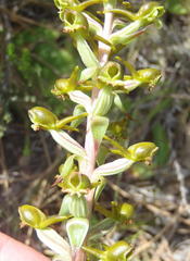 Satyrium parviflorum