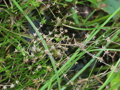 Juncus prismatocarpus leschenaultii