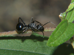 Polyrhachis gagates
