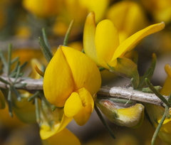 Aspalathus macrocarpa