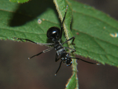Polyrhachis gagates