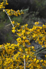 Aspalathus macrocarpa