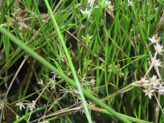 Juncus prismatocarpus leschenaultii