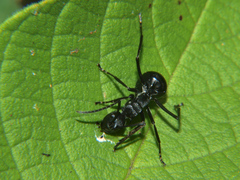 Polyrhachis gagates