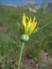 Pseudopodospermum strictum