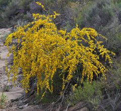 Aspalathus macrocarpa