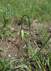 Pseudopodospermum strictum