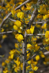 Aspalathus macrocarpa