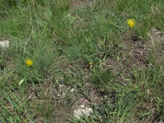 Pseudopodospermum strictum