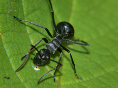 Polyrhachis gagates