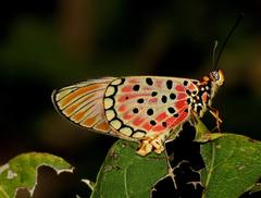 Acraea oncaea