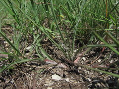 Pseudopodospermum strictum