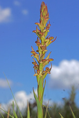 Disa brevicornis