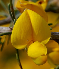 Aspalathus macrocarpa