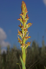 Disa brevicornis