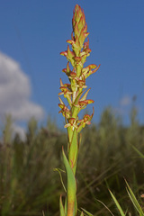 Disa brevicornis