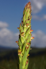 Disa brevicornis