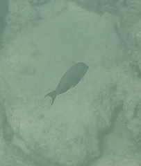 Acanthurus nigrofuscus