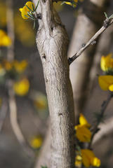 Aspalathus macrocarpa