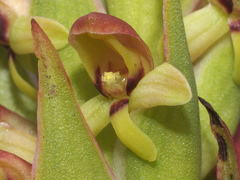Disa brevicornis