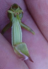 Satyrium parviflorum