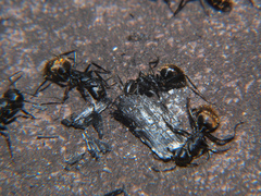 Camponotus chrysurus