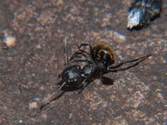 Camponotus chrysurus