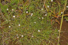 Eriocaulon dregei