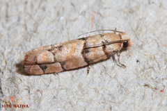 Blastesthia tessulatana