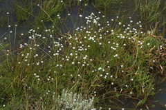 Eriocaulon dregei