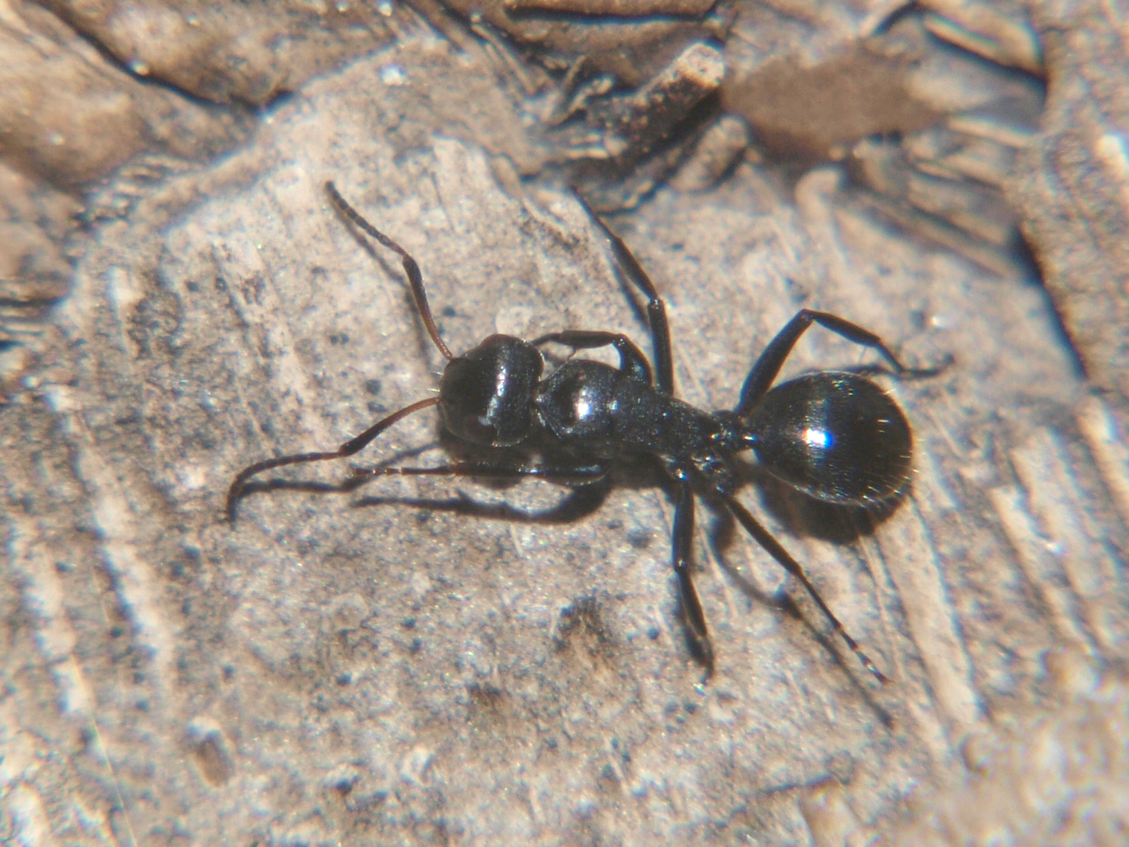 Camponotus schoutedeni