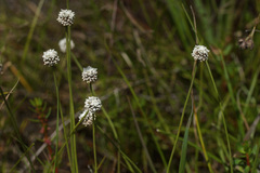 Eriocaulon dregei