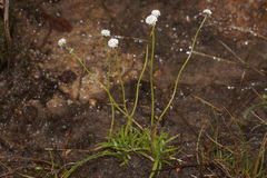 Eriocaulon dregei