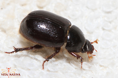 Hybosorus