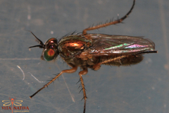 Machaerium maritimae