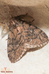 Ocneria atlantica