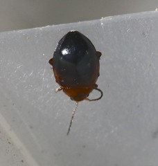 Nisotra bicolorata