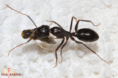 Camponotus sylvaticus