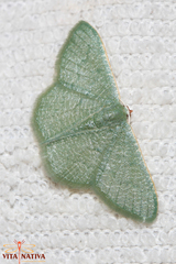 Phaiogramma