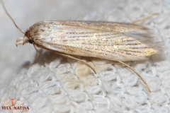 Pterolonche albescens